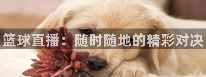 jrkan2022直播体育网：篮球直播：随时随地的精彩对决